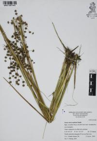 Juncus microcephalus image